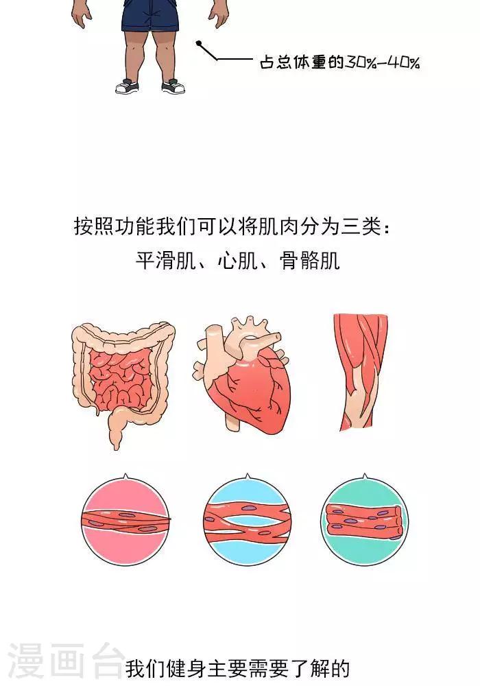 第11话  你对肌肉多了解？-第11话