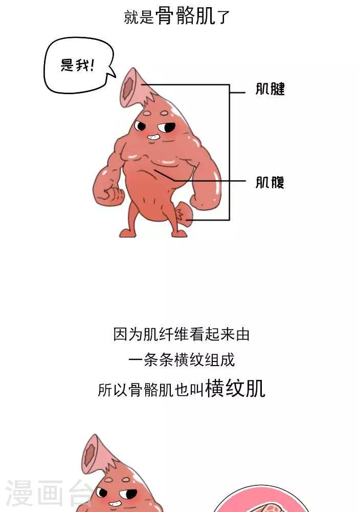 第11话  你对肌肉多了解？-第11话