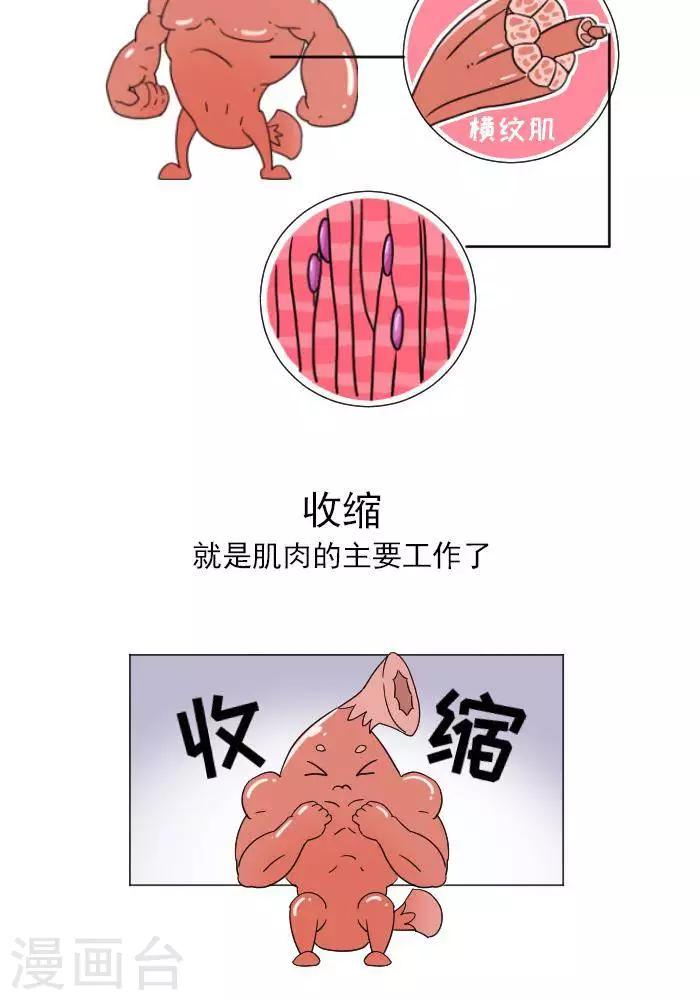 大牛健身漫畫 - 第11話  你對肌肉多瞭解？ - 2