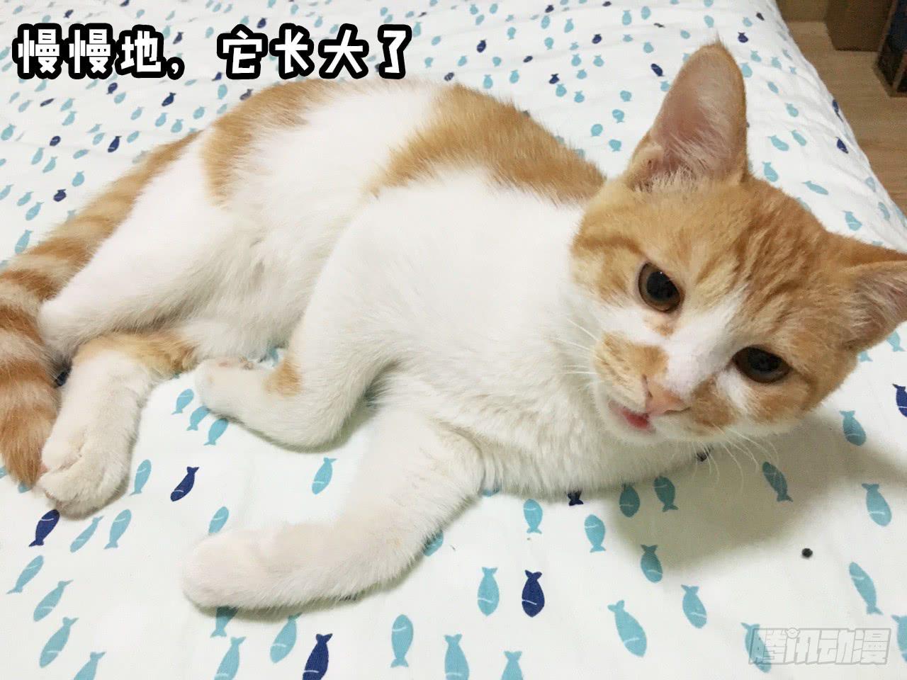 领养了一只猫，叫督尼-第7话