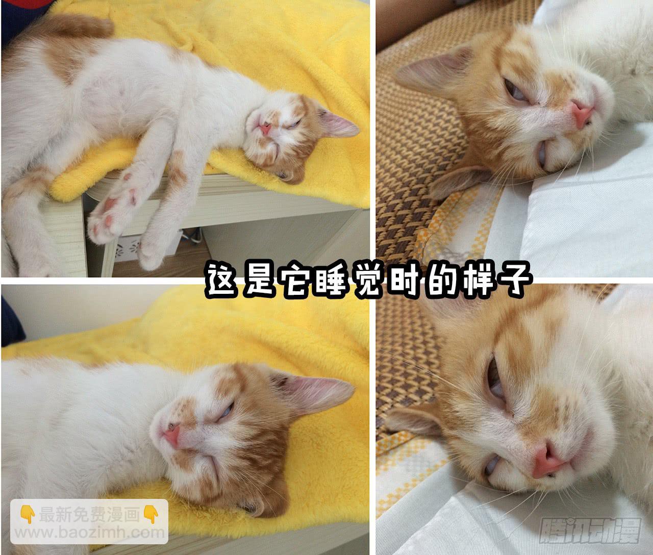 领养了一只猫，叫督尼-第7话