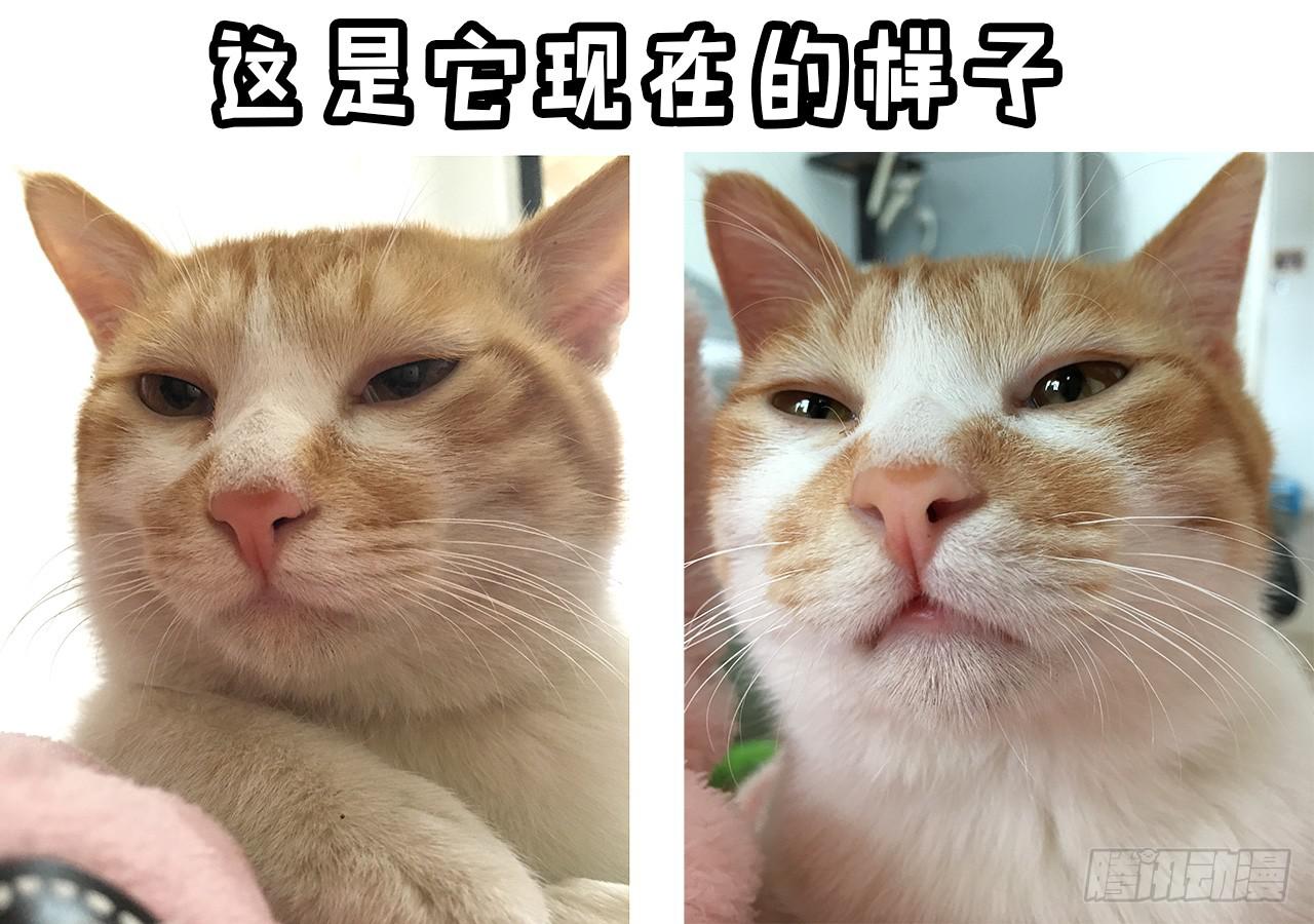 领养了一只猫，叫督尼-第7话