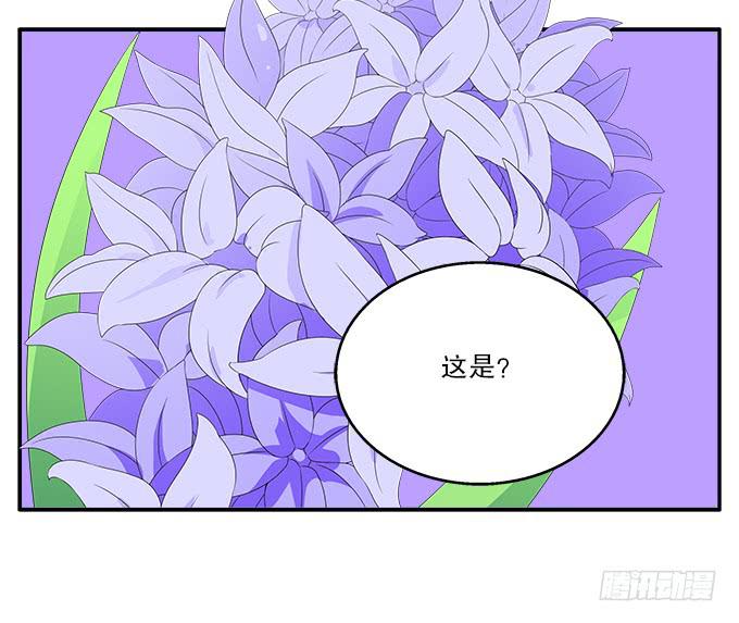 花語心願 - 藍色水菊 - 1