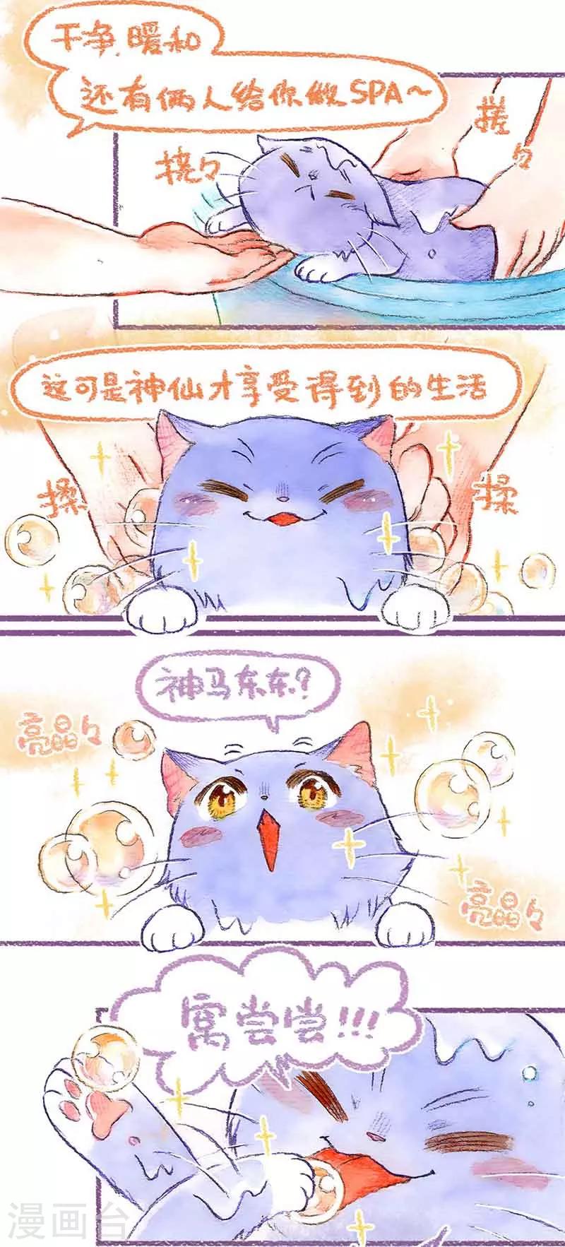 第39话 喵生第一洗-第39话