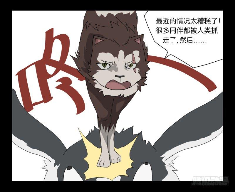 051-猫左犬右part1-第51话