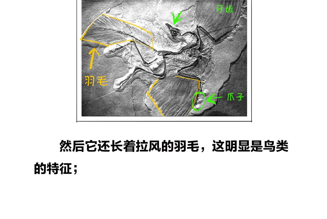 〓进化的套路&mdash;&mdash;生命之树〓(1/2)-第97话