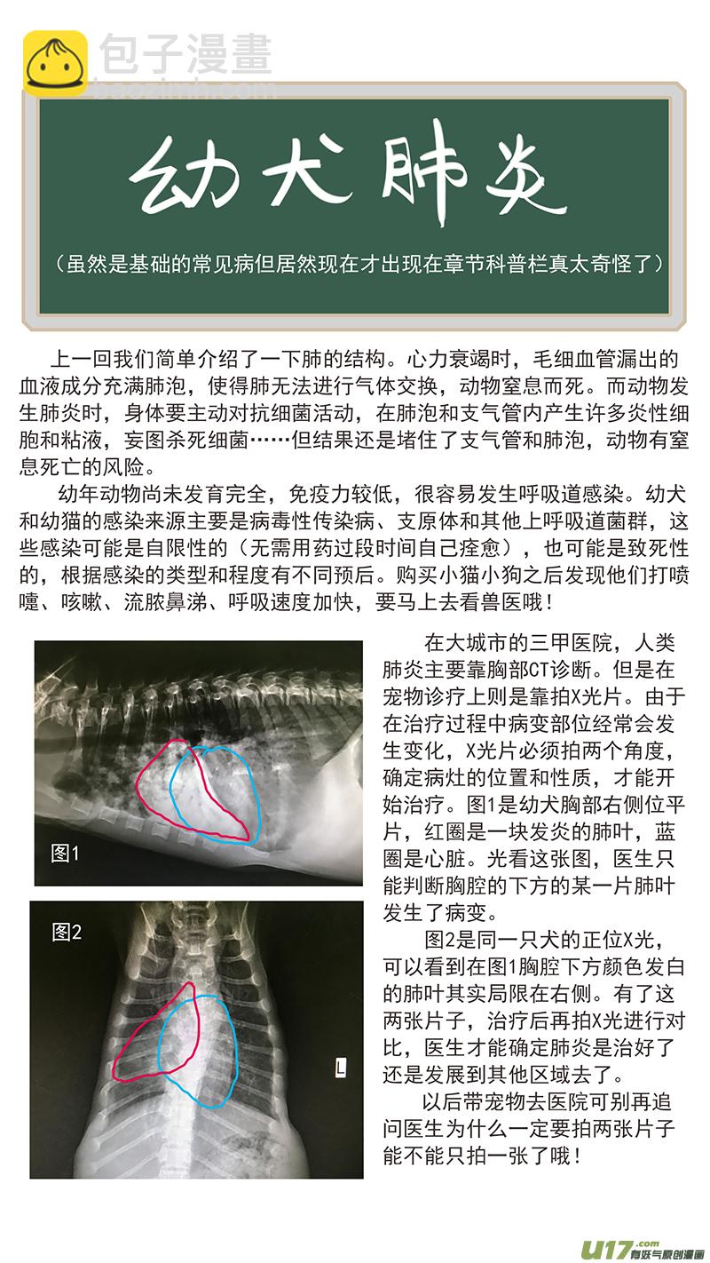 百足寵物診所 - 129 幼犬肺炎 - 3