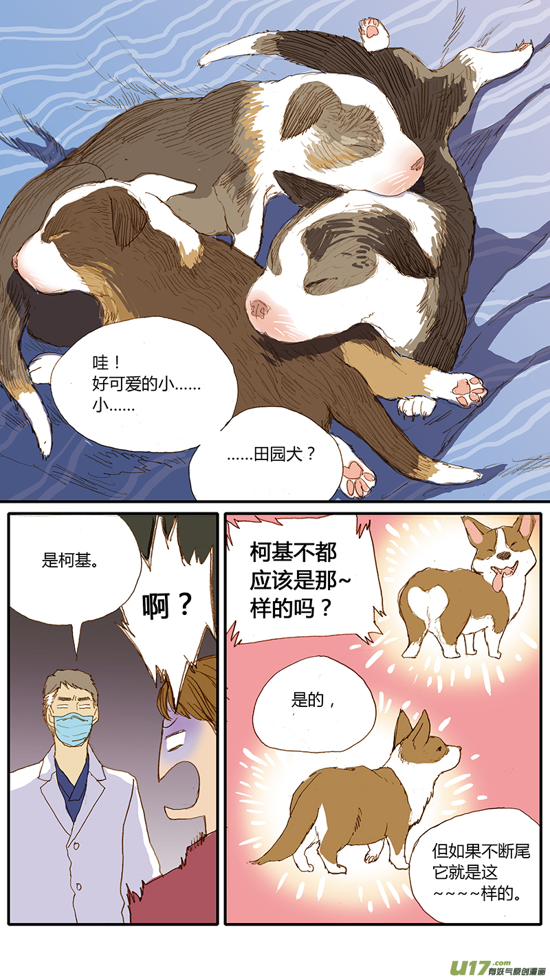 百足寵物診所 - 031 仔犬斷尾 - 1