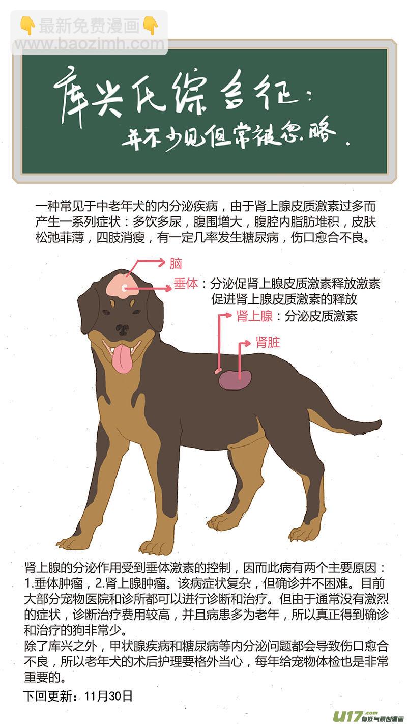 033 犬库欣氏症-第33话