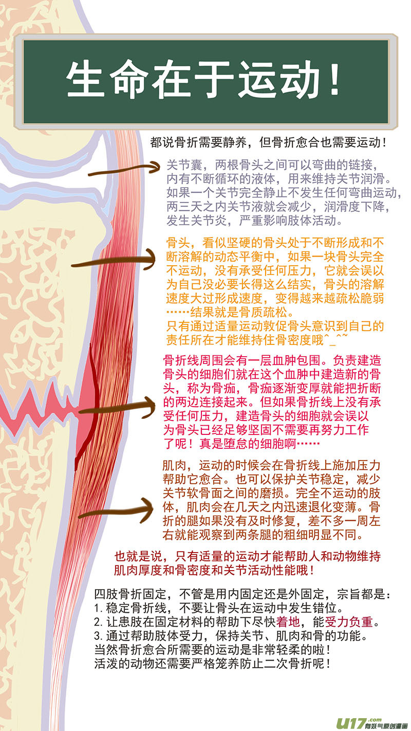 百足寵物診所 - 075 骨折癒合 - 1