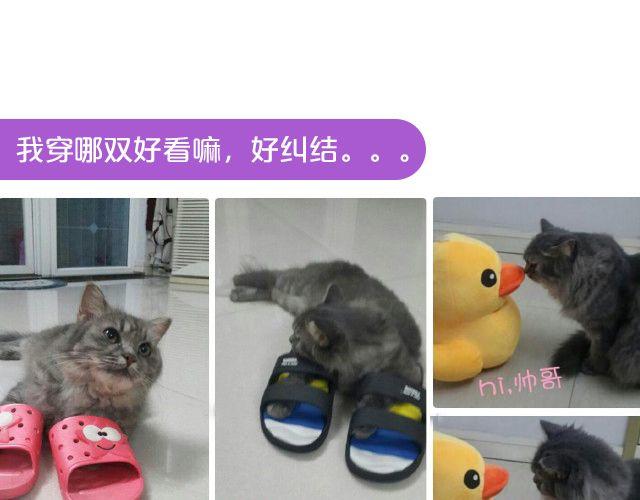 第19期 上墙 | 我家宠物被我玩坏了！-第39话