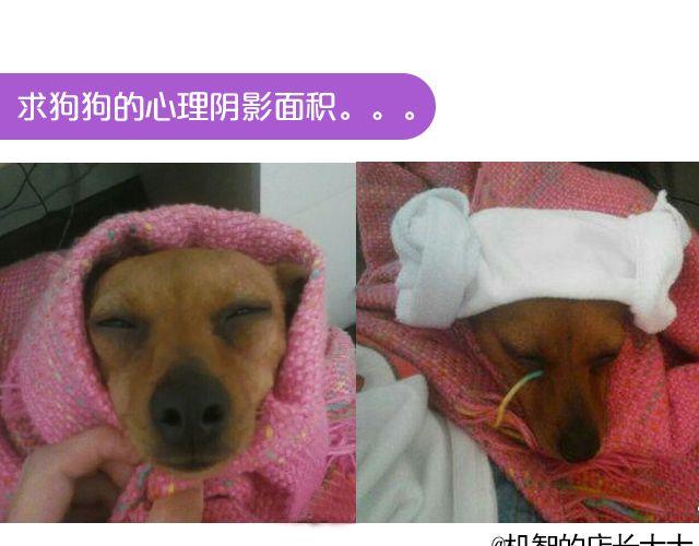 第19期 上墙 | 我家宠物被我玩坏了！-第39话