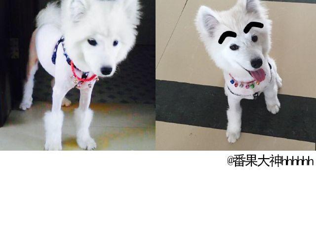 第19期 上墙 | 我家宠物被我玩坏了！-第39话