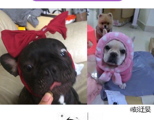 第19期 上墙 | 我家宠物被我玩坏了！-第39话