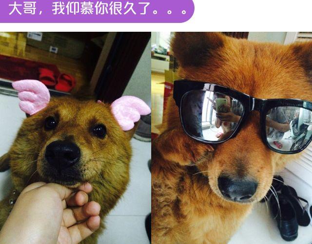 第19期 上墙 | 我家宠物被我玩坏了！-第39话