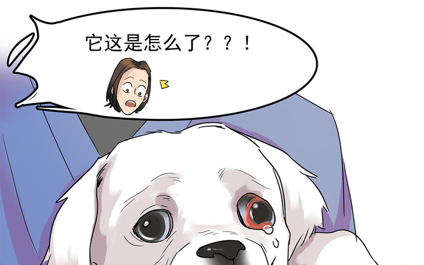 5 第6话 病危的京巴-第5话