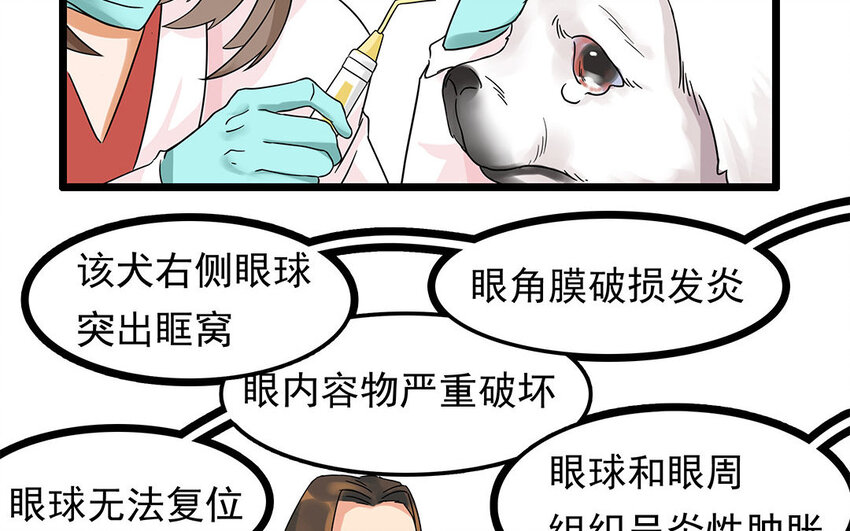 5 第6话 病危的京巴-第5话