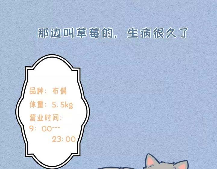 第19话：有些猫撸着撸着就没了(1/2)-第19话