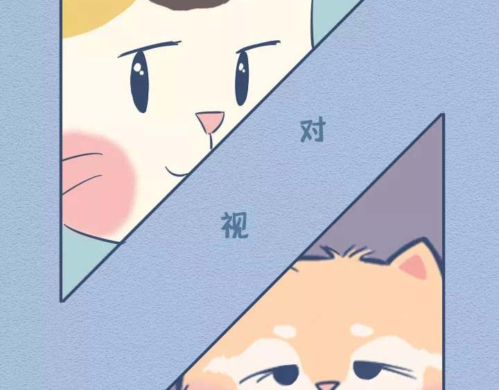 第19话：有些猫撸着撸着就没了(1/2)-第19话