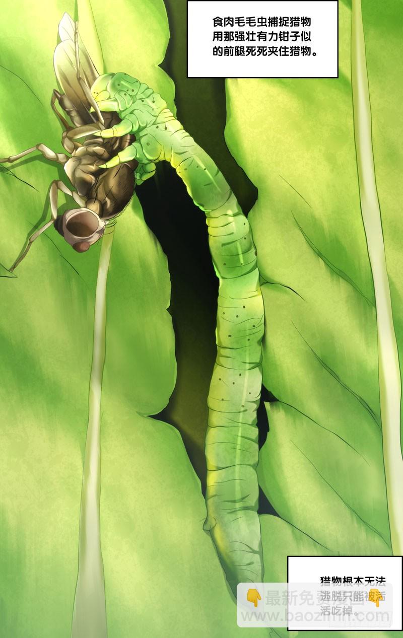 138.食肉毛毛虫-第141话