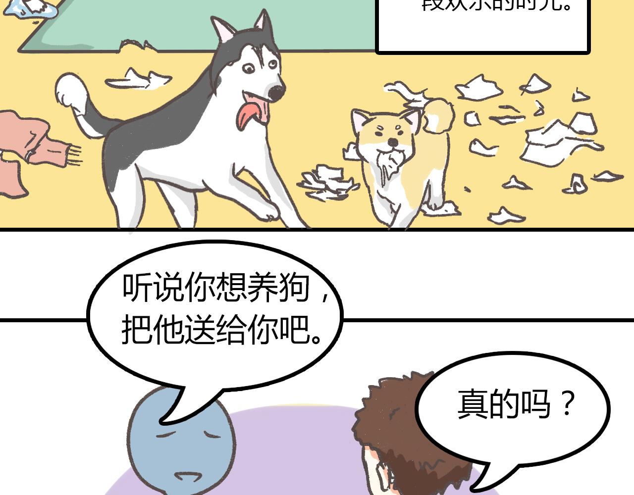 有只二哈属性的柴犬4