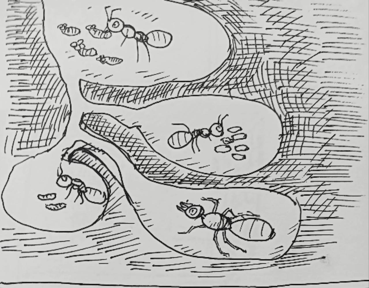 蚂蚁被送到月球-第25话