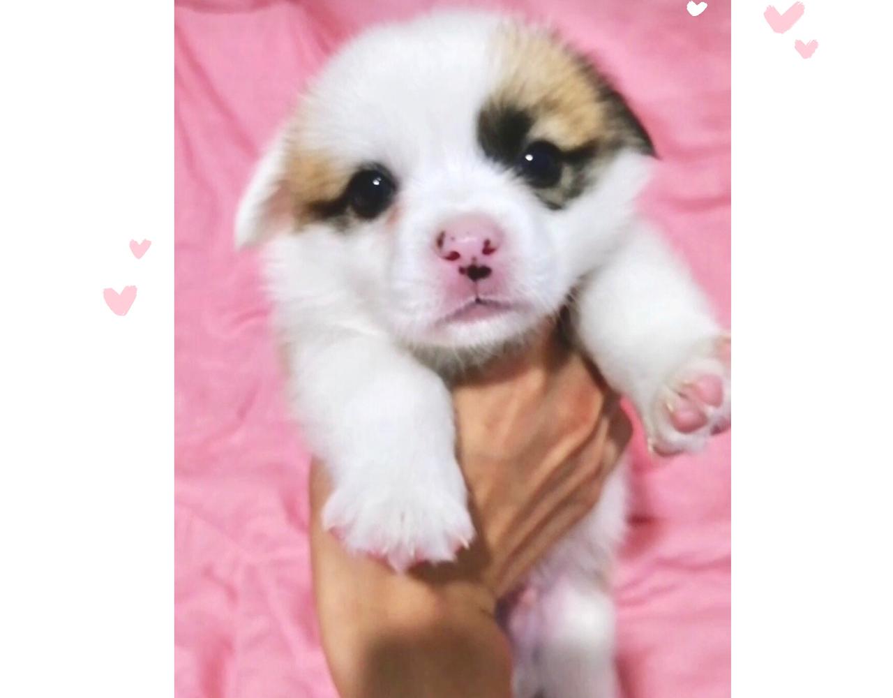 你也想养狗吗？-第1话