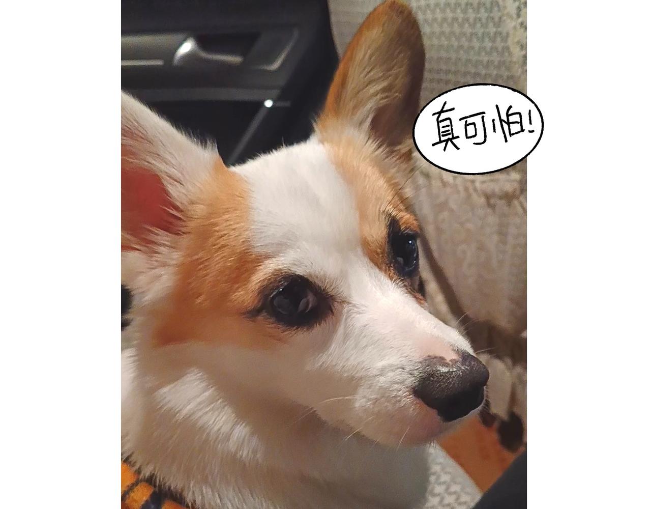 虎年春节篇2-第47话