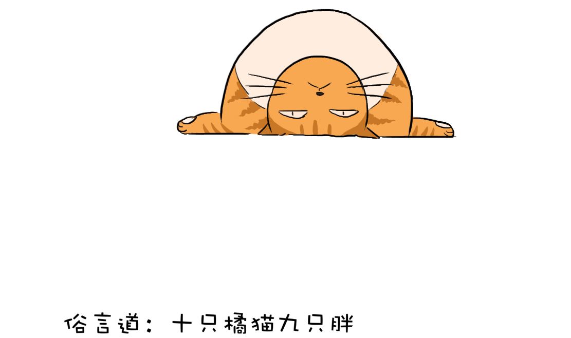 01猫三1