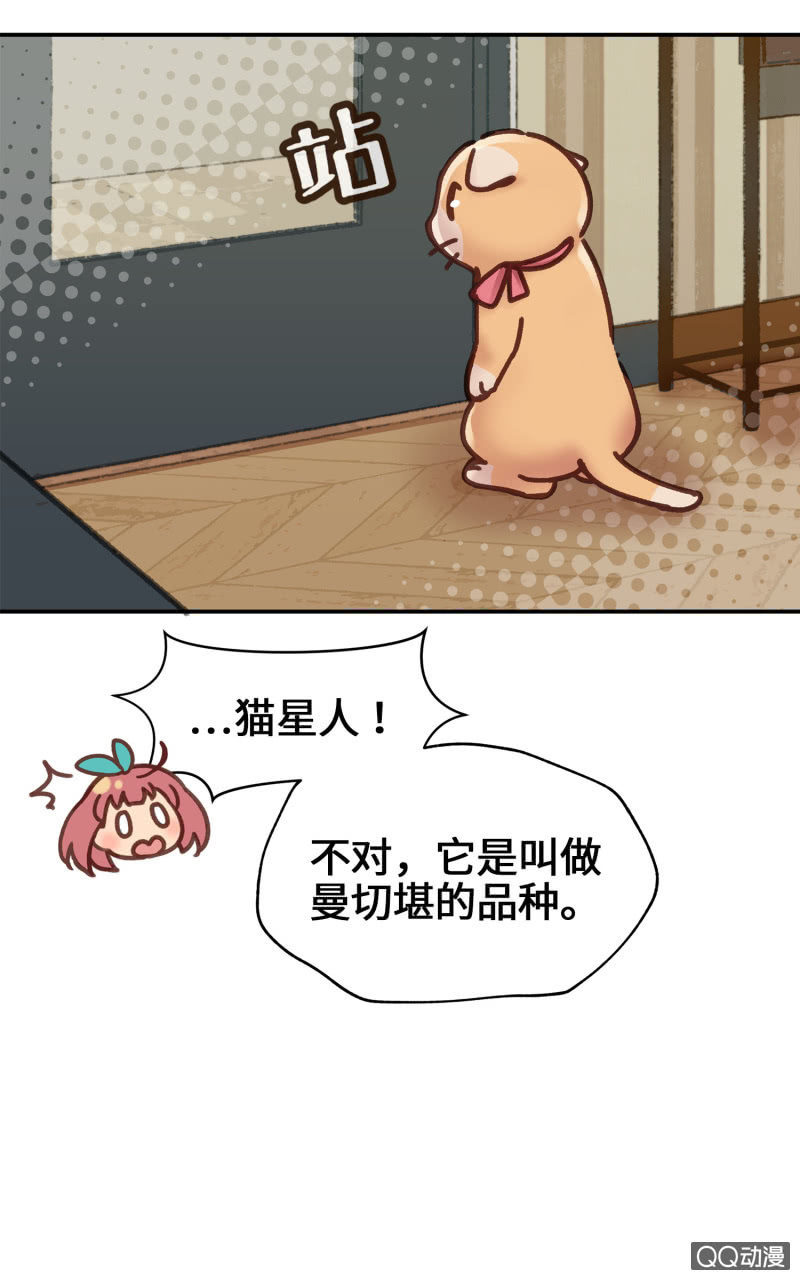 第9杯『猫有失足人有失手』-第11话