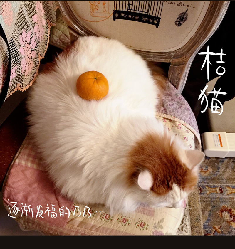 荒村直播（4）-第29话