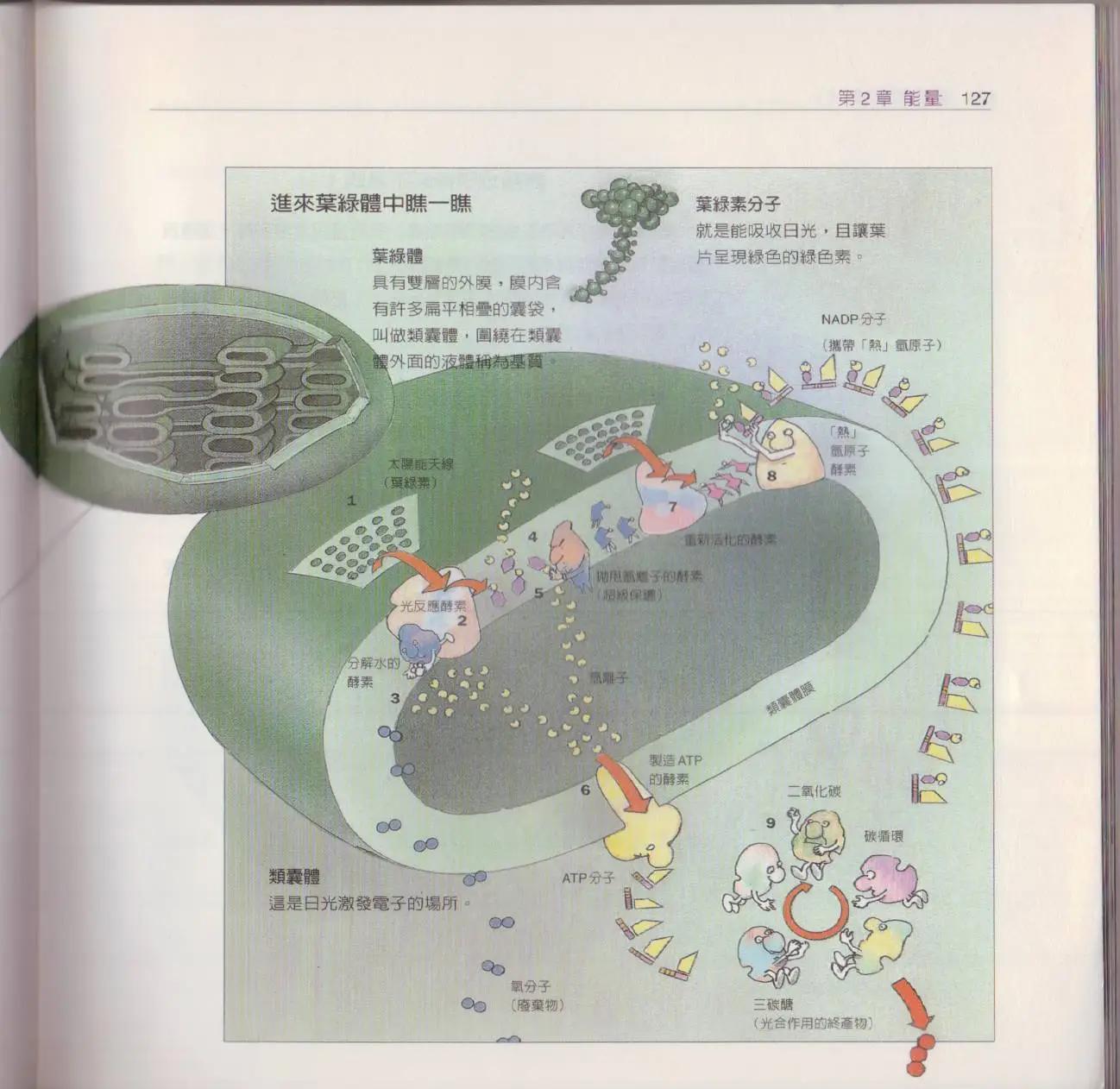 观念生物学 - 第01卷(3/5) - 6