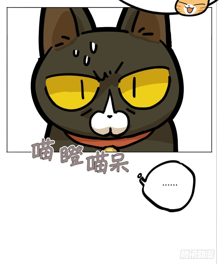 第29爪 猫圈鄙视链（下）-第29话