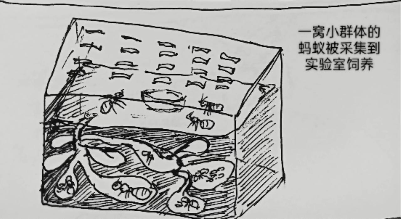 蚂蚁被送到月球-第25话