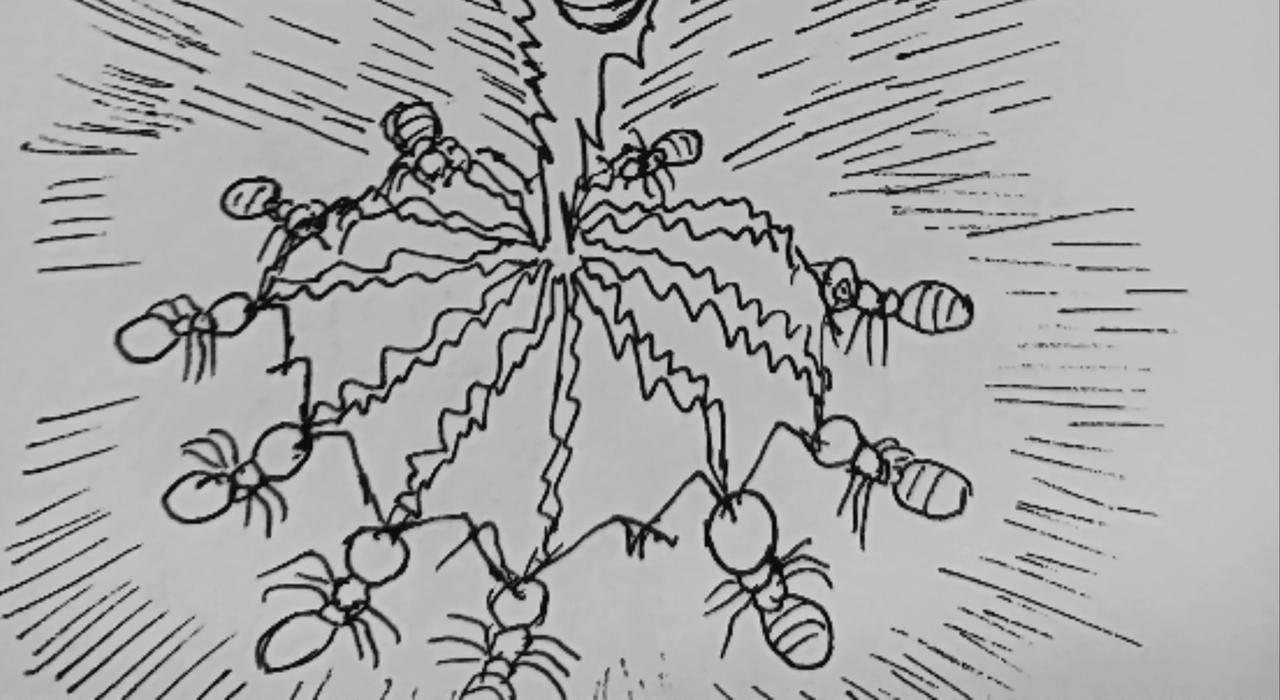 蚂蚁被送到月球-第25话