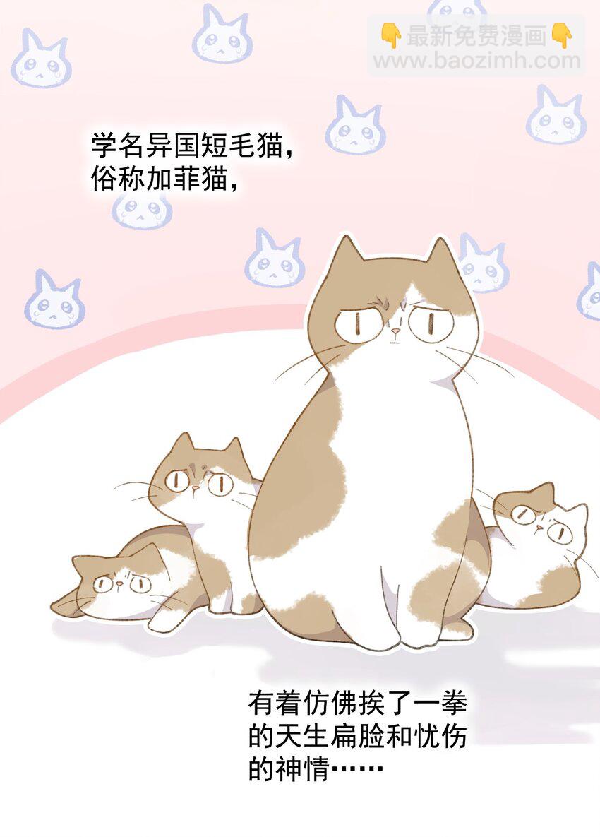 001 充满智慧的小猫咪(1/2)-第1话