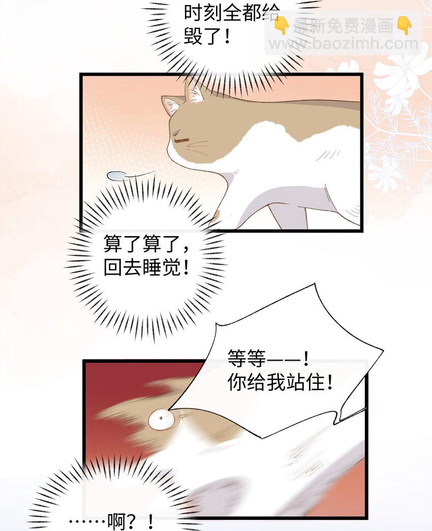 005 猫猫回家乐-第5话