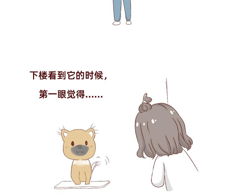 加零的漫畫日記 - 雙11我家來了條單身狗 - 1