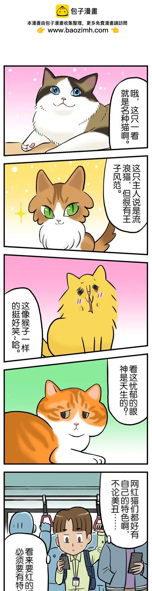 第11回 从此，我看到的橘猫都像姜哥-第11话