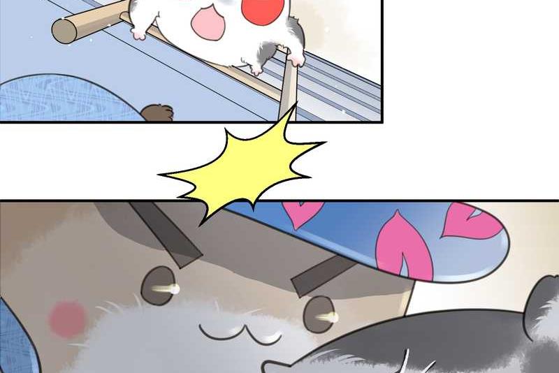 毛球星传说 第15集(1/2)-第15话