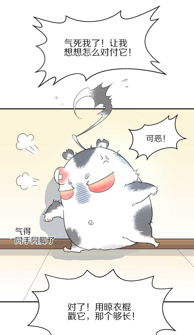 毛球星传说 第15集(1/2)-第15话