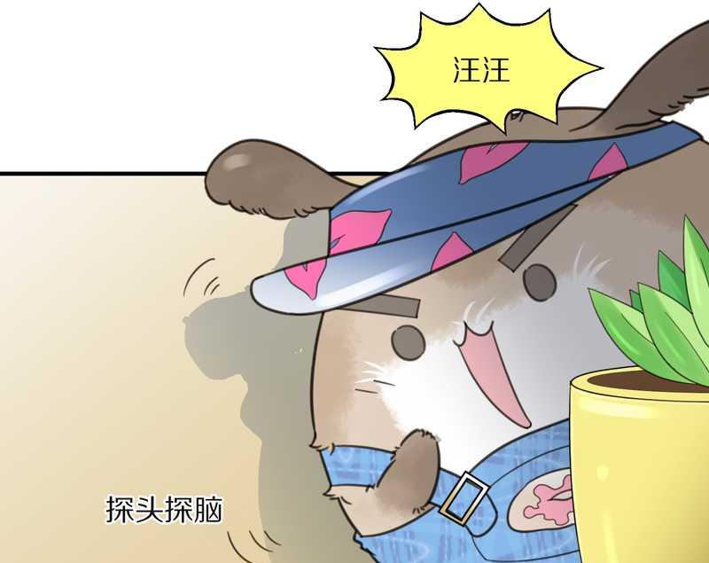 毛球星传说 第15集(1/2)-第15话