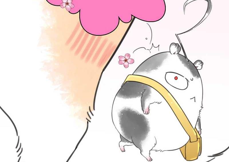 毛球星传说 第3集(1/2)-第3话