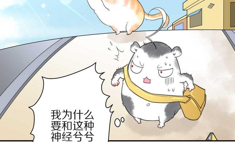 毛球星传说 第3集(1/2)-第3话