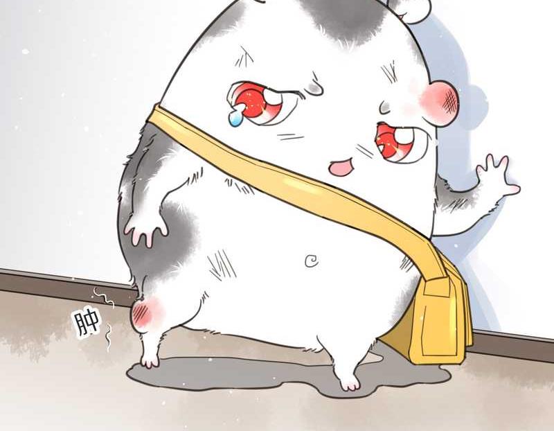 毛球星传说 第3集(1/2)-第3话