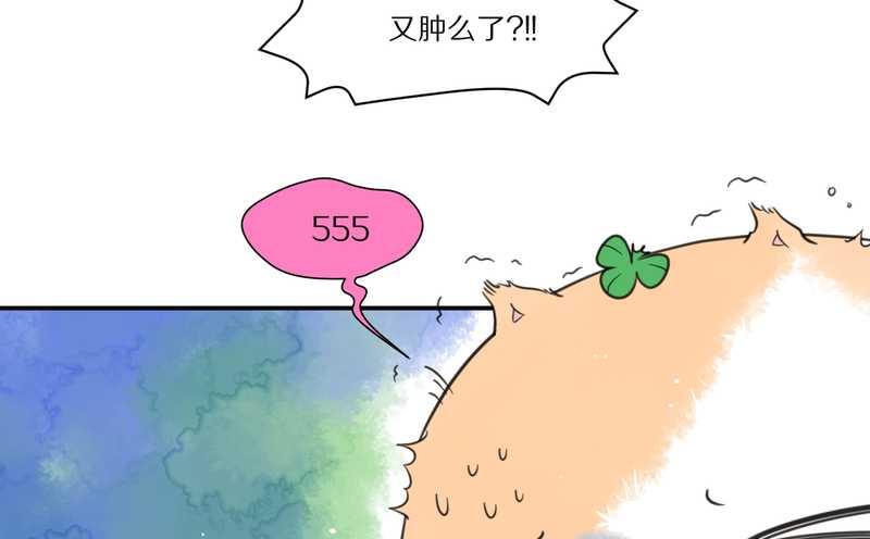 毛球星传说 第27集(1/3)-第27话