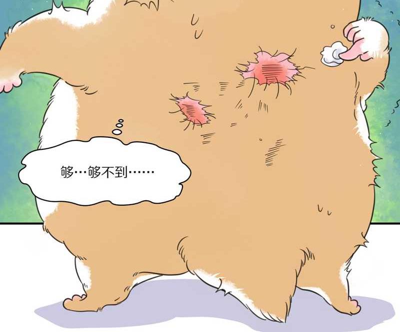 毛球星传说 第29集(1/3)-第29话