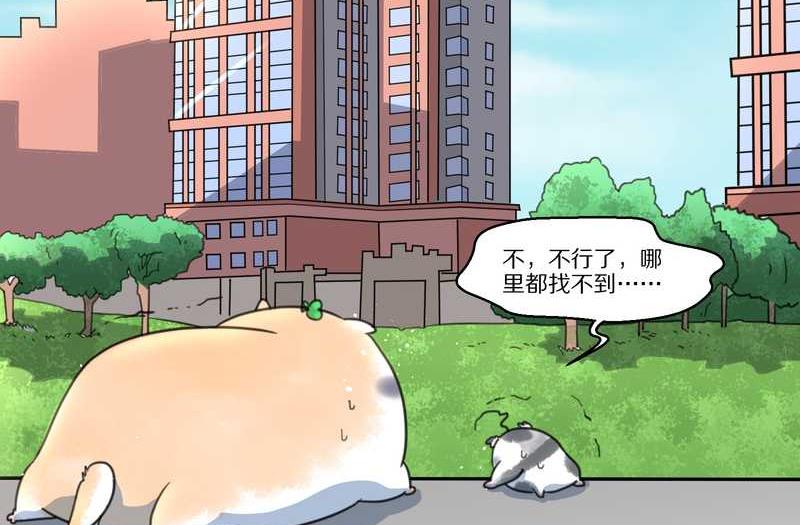 毛球星传说 第41集(1/2)-第41话