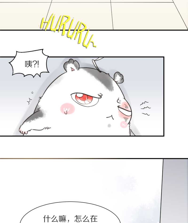 毛球星传说 第7集(1/2)-第7话