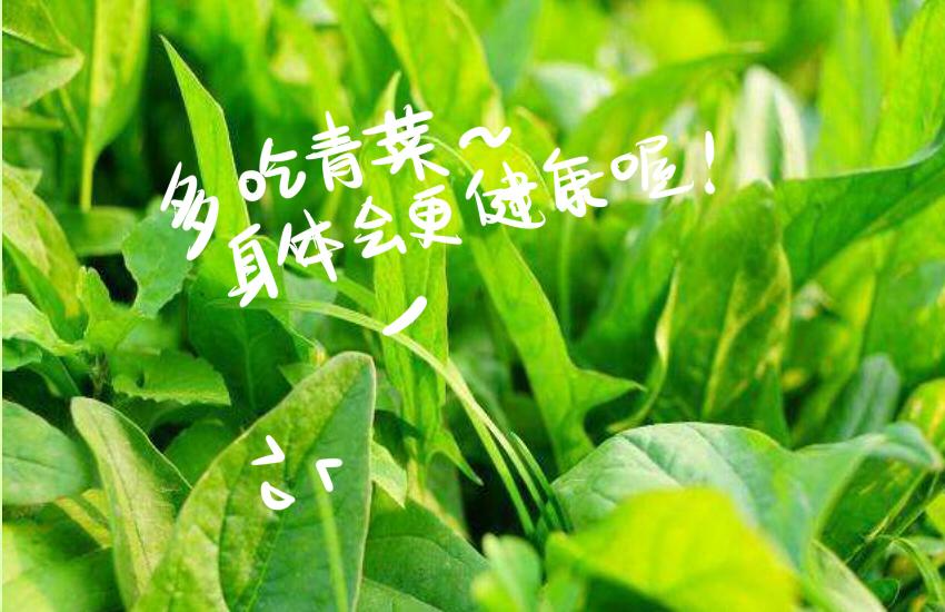 033 青菜 豆-第33话